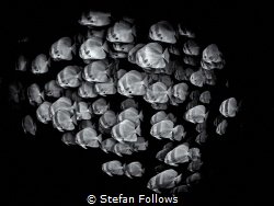in·sa·tia·ble
Longfin Batfish - Platax teira
Sail Rock,... by Stefan Follows 